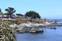 Stillehavskysten ved Monterey med blomstrende iceflowers (20070520_0063).
