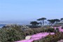 Iceflowers blomstrer i Pacific Grove Marine Gardens Park (N36º 37.704' W121º 55.310') i Monterey (20070520_0084).