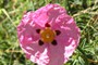 Smuk blomst i Monterey (20070520_0130).