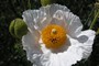 Smuk blomst i Monterey (20070520_0133).