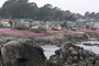 Stillehavskysten ved Monterey med blomstrende iceflowers (20070524_0009).