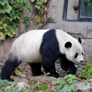 Panda, Beijings Zoo