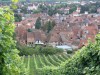 Alsace, 2007