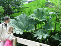 Kødædende plante?