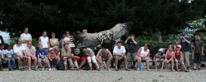 Rovfugle-show ved Volerie des Aigles på Château de Kintzheim, juli 2003.